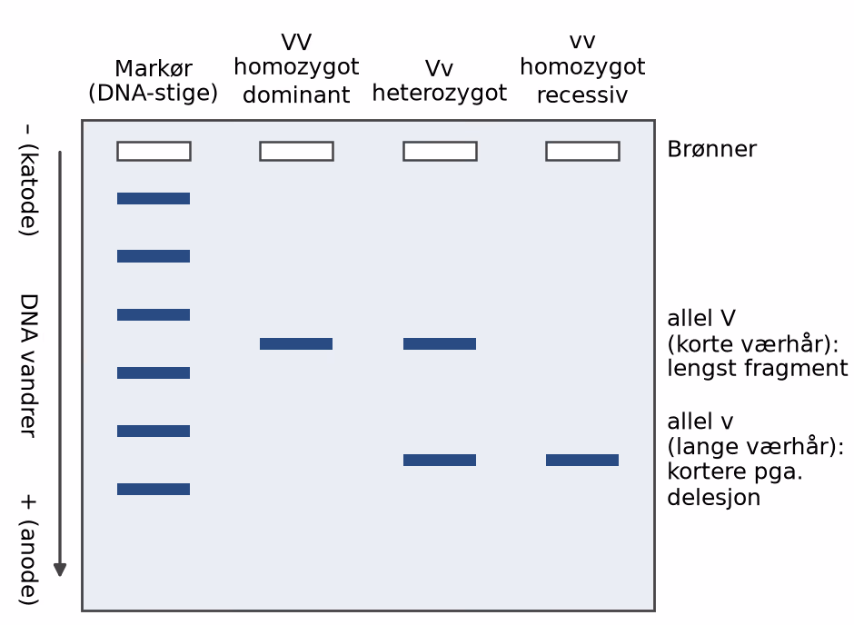 Skisse av gelelektroforese av genet for værhår hos tre individer
