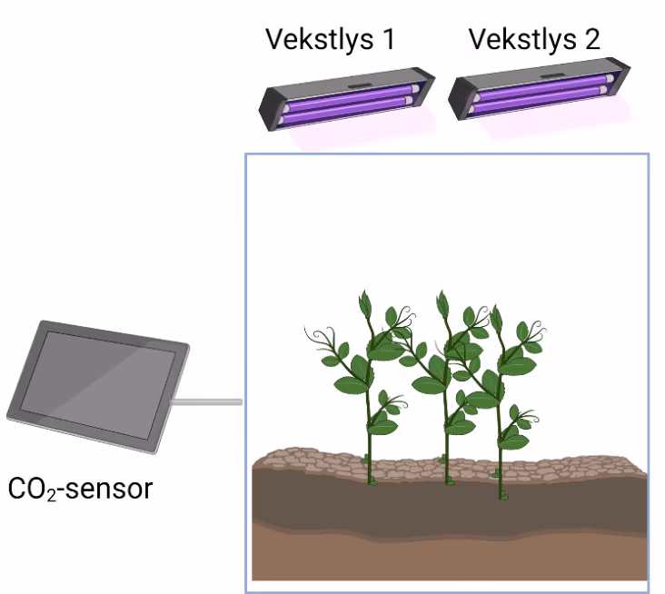 Forsøksoppsettet med planter, jord, vekstlys og CO₂-sensor