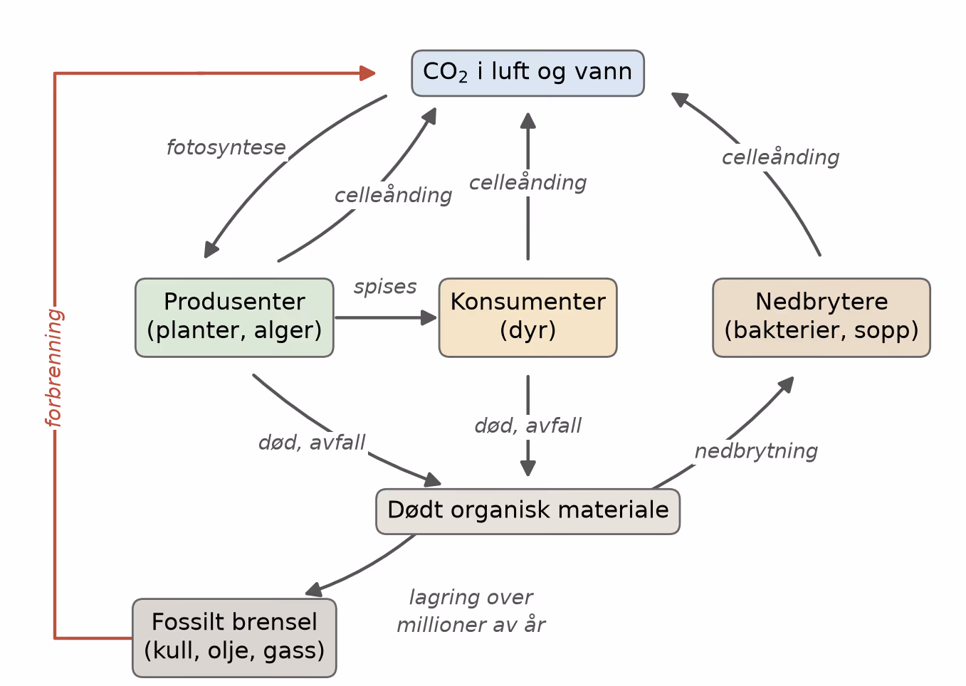 Karbonkretsløpet med fotosyntese, celleånding, nedbrytning og forbrenning av fossilt brensel
