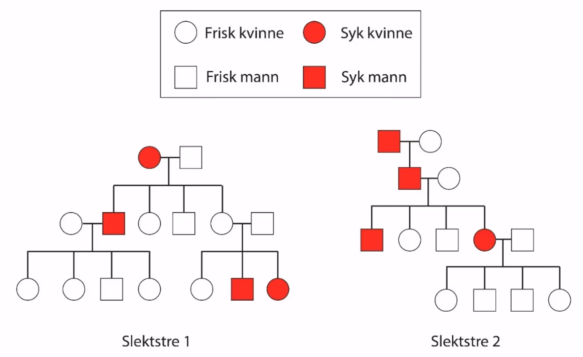 Slektstre 1 og slektstre 2 med friske og syke kvinner og menn