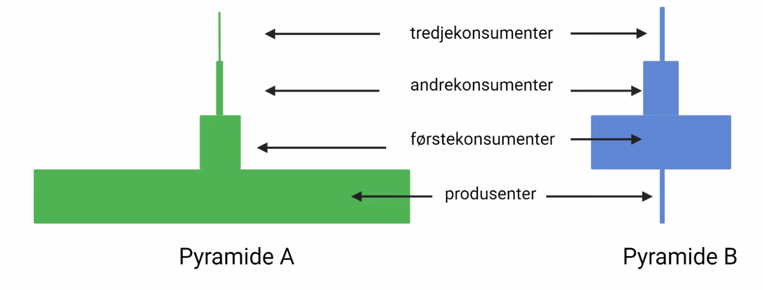 Pyramide A med svært bred produsentblokk og smale konsumentblokker, og pyramide B med smal produsentblokk og bredere førstekonsumentblokk