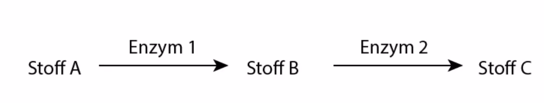 Stoff A omdannes til stoff B av enzym 1, og stoff B til stoff C av enzym 2