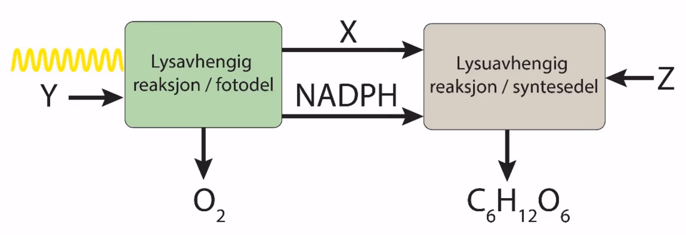 Lys og Y går inn i lysavhengig reaksjon / fotodel, som gir O₂. X og NADPH går videre til lysuavhengig reaksjon / syntesedel, som tar inn Z og gir C₆H₁₂O₆.