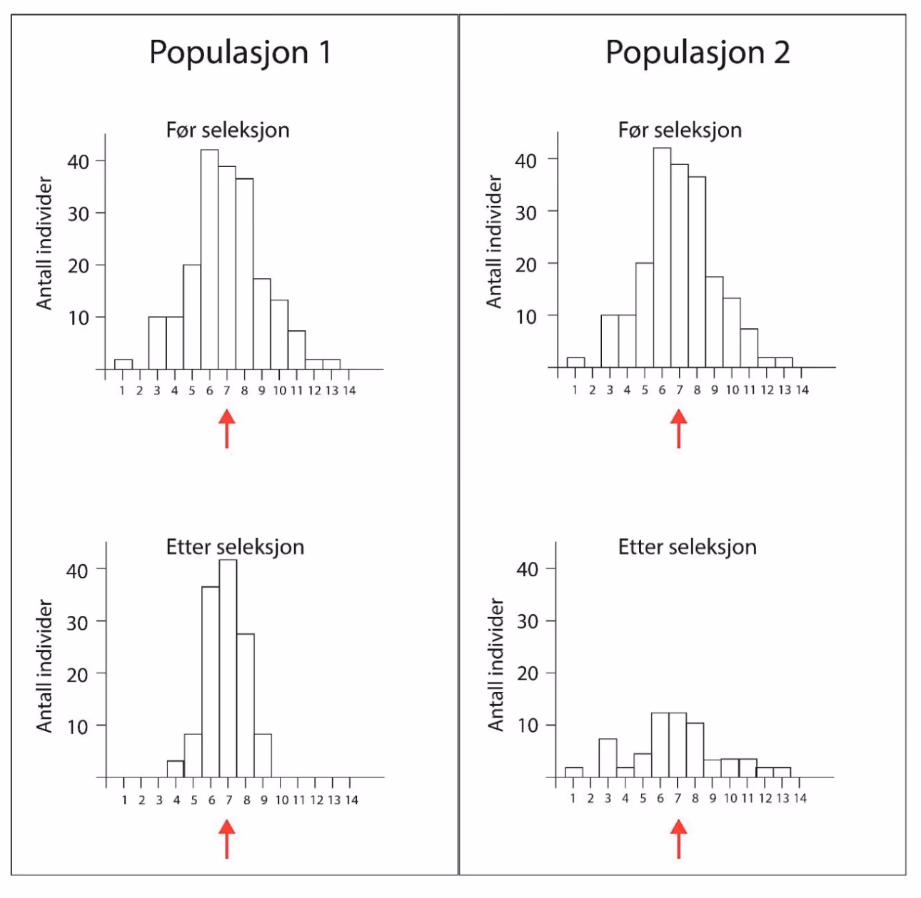 Histogrammer over antall individer per fenotype før og etter seleksjon i populasjon 1 og populasjon 2