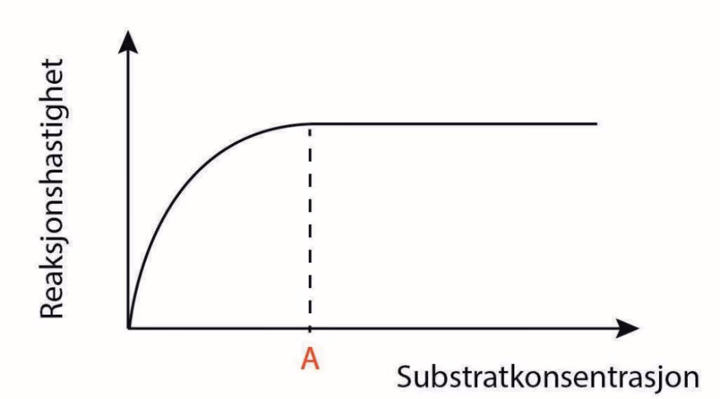 Reaksjonshastighet som funksjon av substratkonsentrasjon. Kurven flater ut etter punkt A