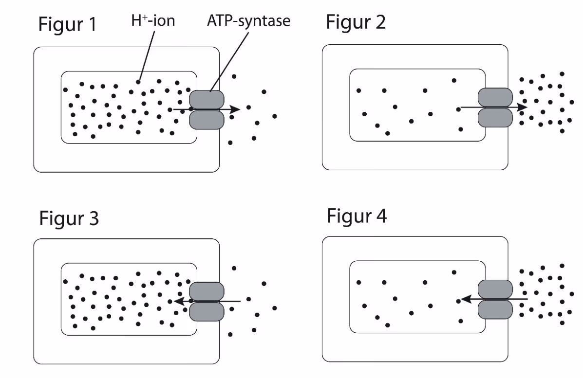 Fire figurer av en tylakoid med ATP-syntase og H+-ioner, med ulik konsentrasjon og ulik retning på pilen