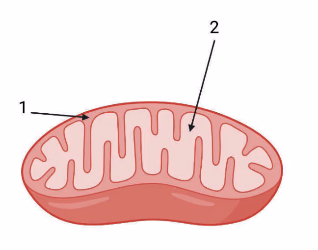 Mitokondrium med pil 1 og pil 2