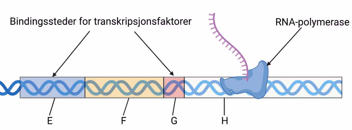 Transkripsjon av et gen med bindingssteder for transkripsjonsfaktorer, RNA-polymerase og områdene E–H