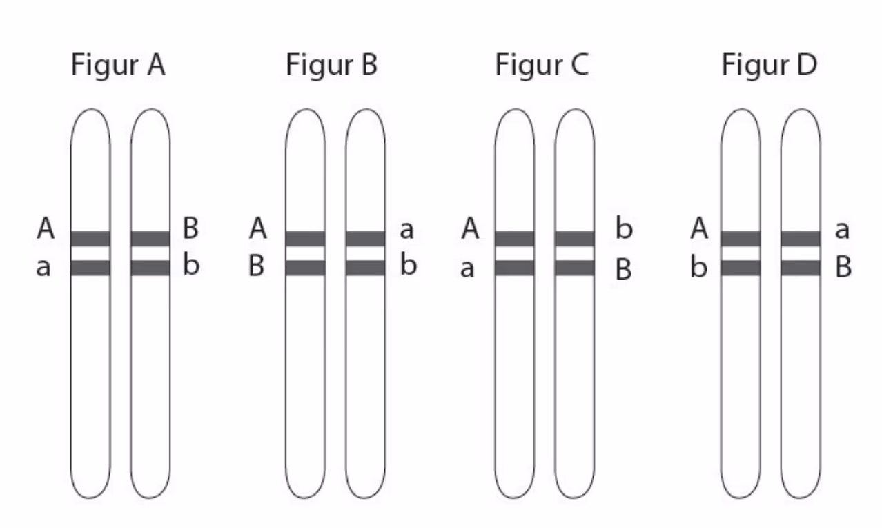Fire figurer (A–D) av et kromosompar med ulik plassering av allelene A, a, B og b