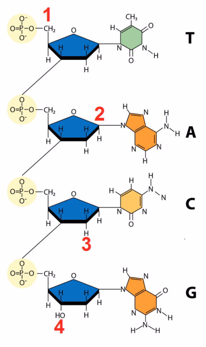 Et stykke enkelttråds DNA med basene T, A, C og G ovenfra og ned, med fosfatgrupper og sukkermolekyler, og de røde tallene 1–4 på sukkermolekylene