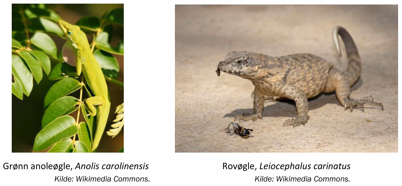 Grønn anoleøgle, Anolis carolinensis, og rovøgle, Leiocephalus carinatus. Kilde: Wikimedia Commons.