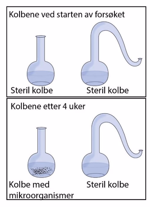 Kolbene ved starten av forsøket: to sterile kolber, én med vid, åpen hals og én med svanehals. Kolbene etter 4 uker: kolben med vid hals har mikroorganismer, kolben med svanehals er steril.