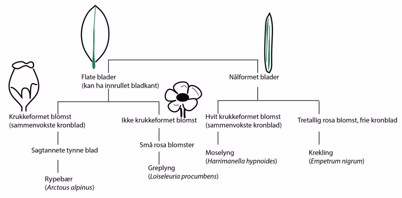 Bestemmelsesnøkkel. Flate blader (kan ha innrullet bladkant) deles i krukkeformet blomst (sammenvokste kronblad) med sagtannete tynne blad – rypebær (Arctous alpinus), og ikke krukkeformet blomst med små rosa blomster – greplyng (Loiseleuria procumbens). Nålformet blader deles i hvit krukkeformet blomst (sammenvokste kronblad) – moselyng (Harrimanella hypnoides), og tretallig rosa blomst, frie kronblad – krekling (Empetrum nigrum).
