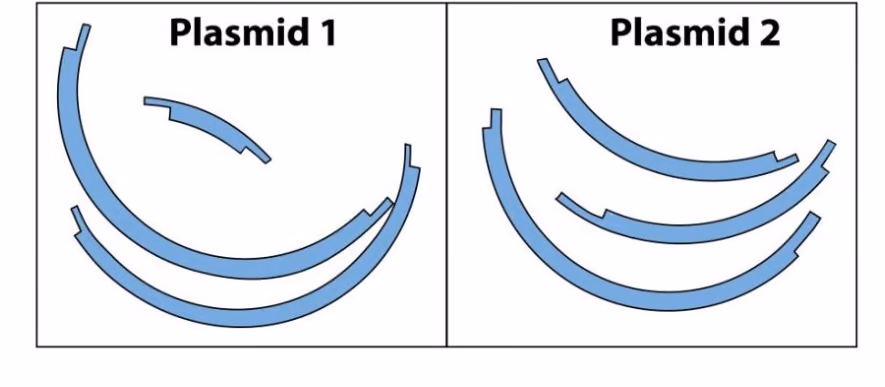 DNA-fragmenter fra plasmid 1 og plasmid 2 etter kutting med restriksjonsenzym
