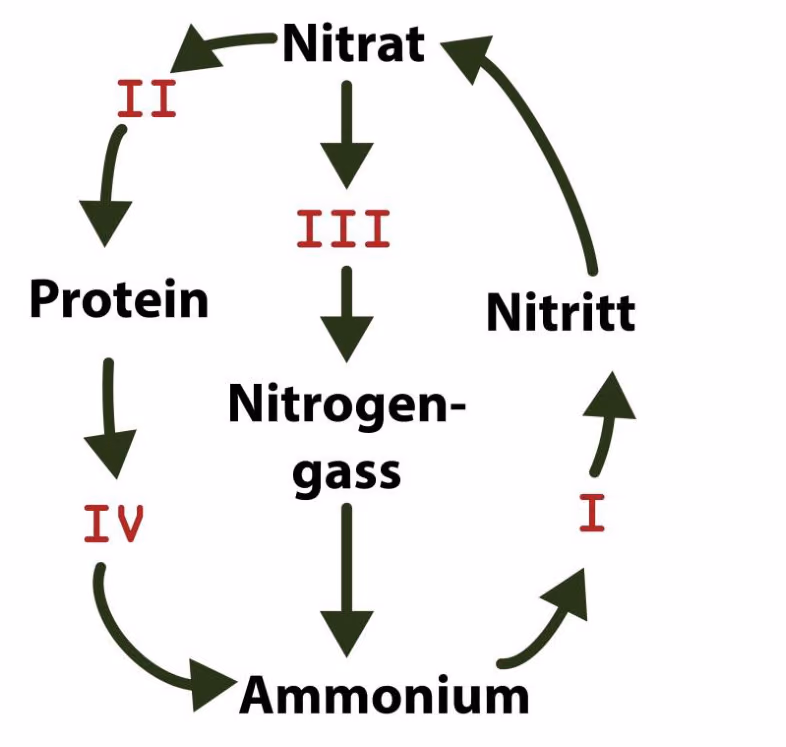 Forenklet nitrogenkretsløp med nitrat, protein, nitrogengass, ammonium og nitritt og prosessene I–IV