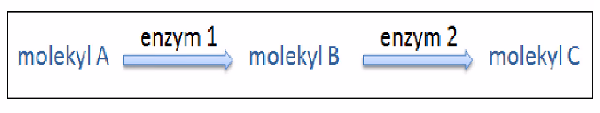 Molekyl A omdannes til molekyl B av enzym 1, og molekyl B til molekyl C av enzym 2