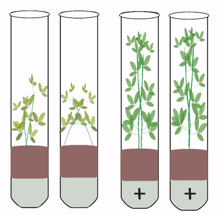 Lusernplantene etter at de hadde vokst i 10 uker. Glassene som er merket med pluss (+), inneholdt nitrogenfikserende bakterier. De andre glassene inneholdt ikke slike bakterier.