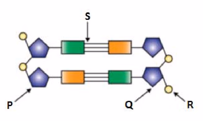 Utsnitt av et DNA-molekyl med bokstavene P, Q, R og S
