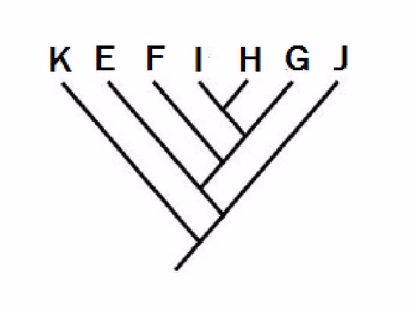 Slektskapstre med artene K, E, F, I, H, G og J