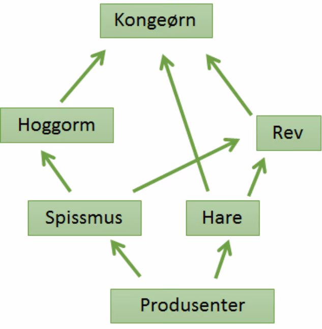 Næringsnett med produsenter, spissmus, hare, hoggorm, rev og kongeørn
