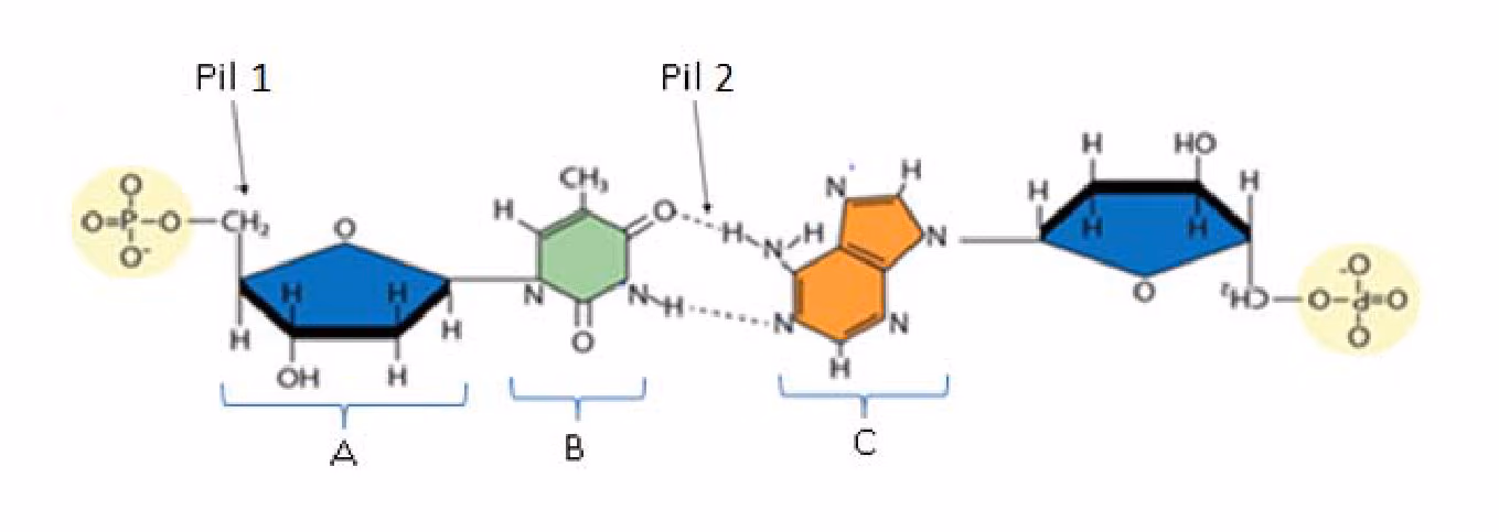 Strukturformel for et basepar i DNA med fosfatgrupper, sukker og baser, pil 1 og pil 2 og klammene A, B og C