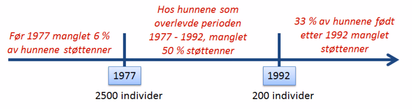 Antall individer i en elefantpopulasjon, og prosentandel hunner uten støttenner i populasjonen i ulike tidsperioder.