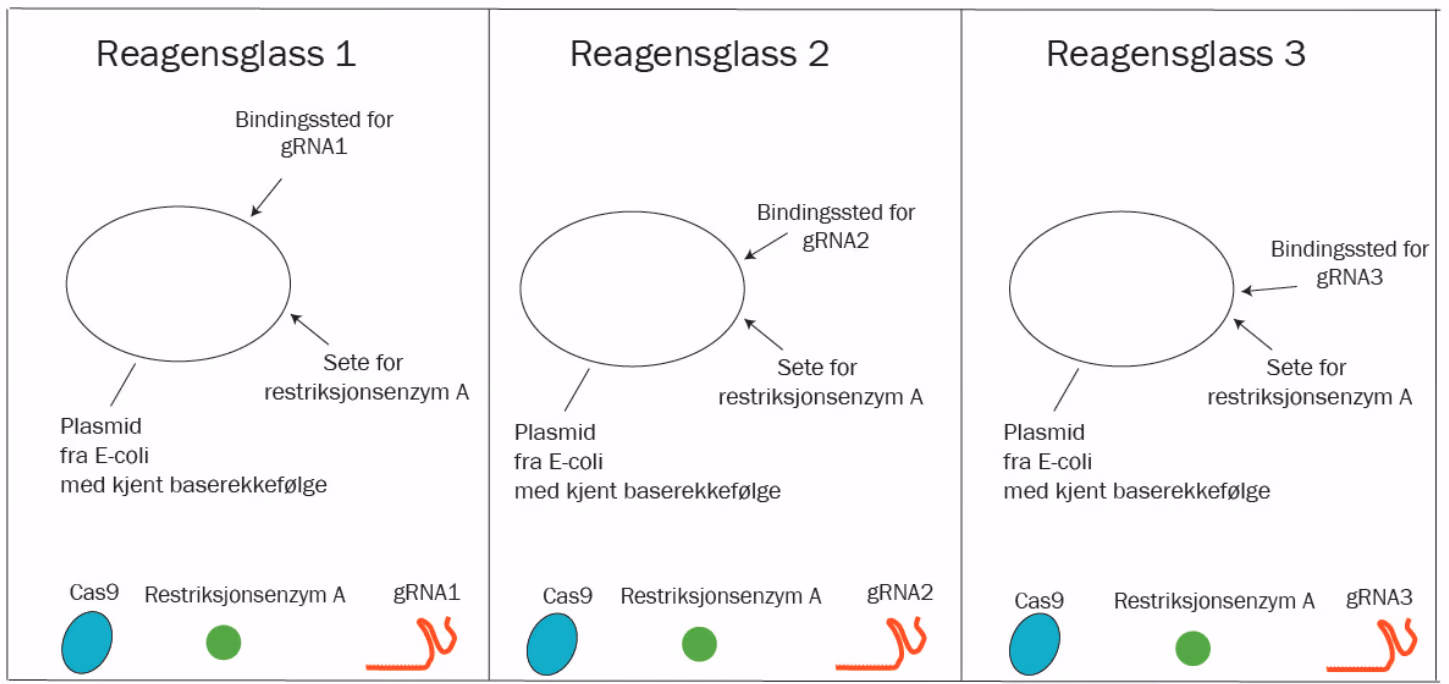 Plasmidet fra E-coli, restriksjonsenzym A og Cas9-enzymet var identiske i alle de tre reagensglassene, men glassene hadde ulike gRNA-molekyler (gRNA1, gRNA2 og gRNA3).