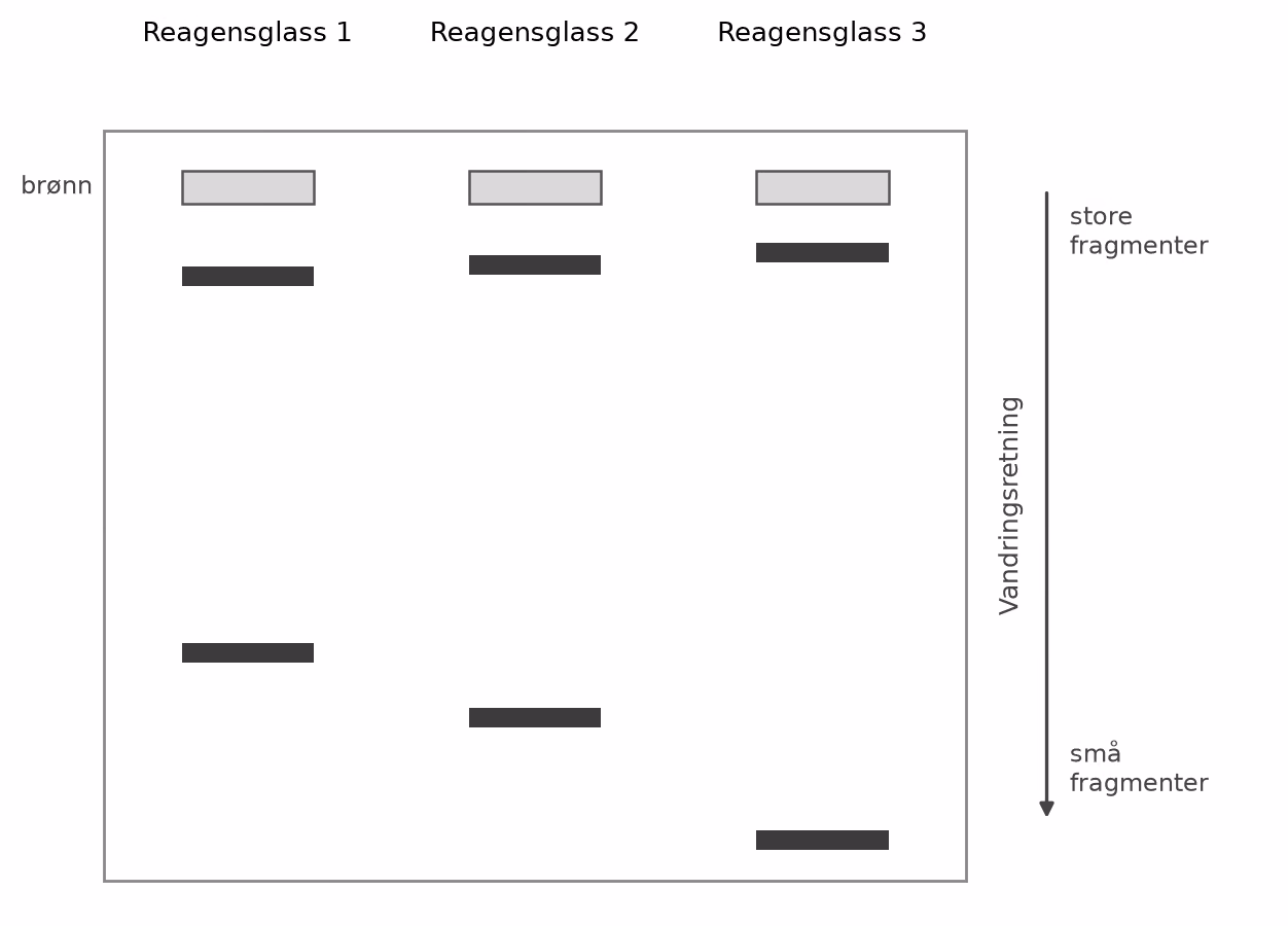 Gelelektroforese av produktene fra de tre reagensglassene. Alle tre plasmidene er kuttet på to steder og gir to bånd hver. De store fragmentene ligger nær brønnen og er nesten like store i alle tre glassene. De små fragmentene skiller glassene fra hverandre: i reagensglass 1 ligger kuttestedene lengst fra hverandre, så det lille fragmentet er størst og har vandret kortest, mens det i reagensglass 3 er minst og har vandret lengst. Summen av de to fragmentene er lik i alle tre brønnene.