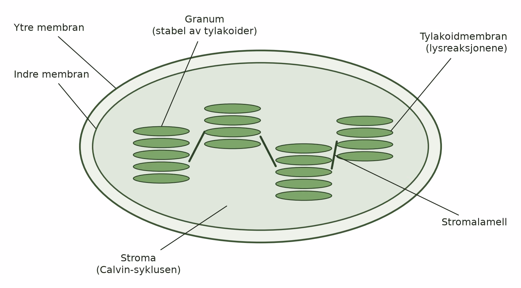 Skisse av en kloroplast med ytre membran, indre membran, stroma, granum (tylakoidstabel) og stromalamell
