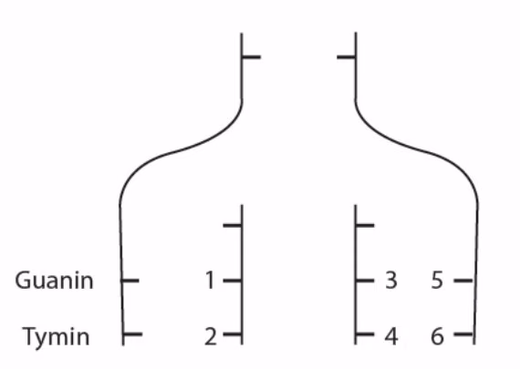 DNA-molekyl under replikasjon med basene guanin og tymin og posisjonene 1–6
