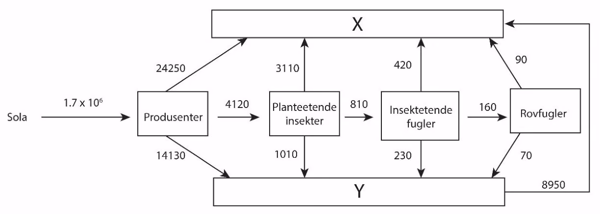 Energistrøm fra sola gjennom produsenter, planteetende insekter, insektetende fugler og rovfugler, med boksene X og Y