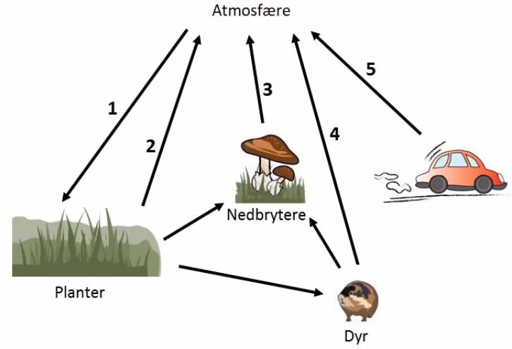Karbonkretsløp med atmosfære, planter, nedbrytere, dyr og bil, og pilene 1–5
