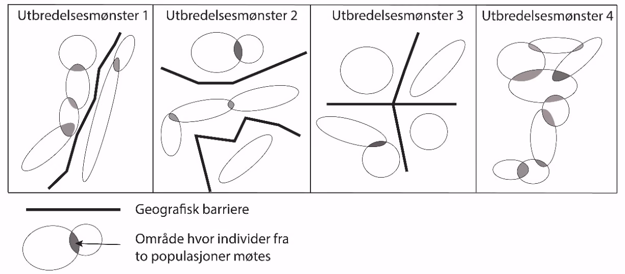 Utbredelsesmønster 1–4 med populasjoner, geografiske barrierer og områder hvor individer fra to populasjoner møtes