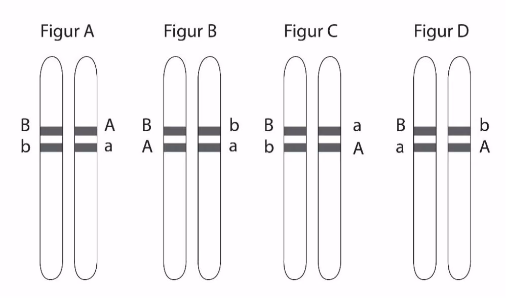 Figur A–D med et kromosompar hver, med ulik plassering av allelene A, a, B og b