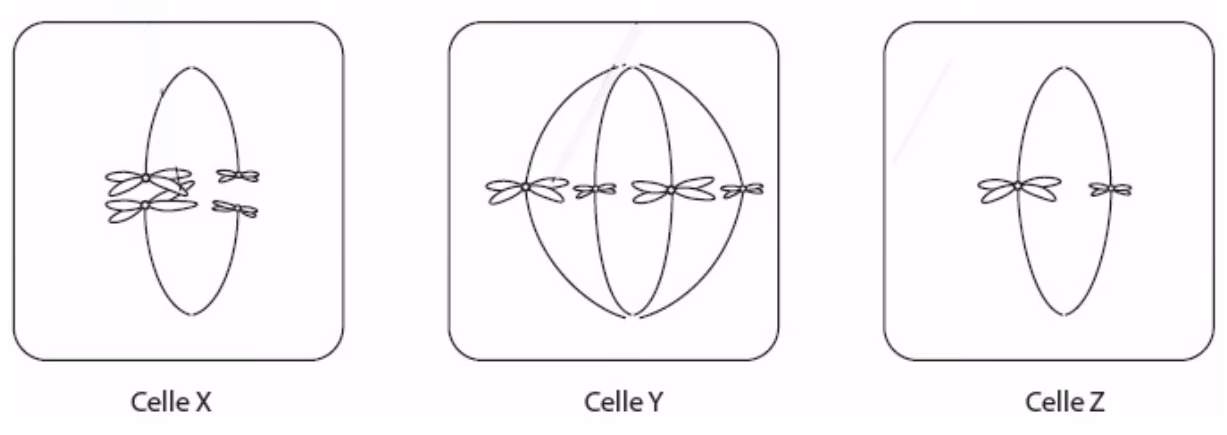 Celle X, celle Y og celle Z med kromosomer ordnet i ekvatorplanet