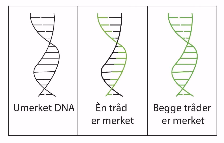 Umerket DNA, DNA der én tråd er merket, og DNA der begge trådene er merket
