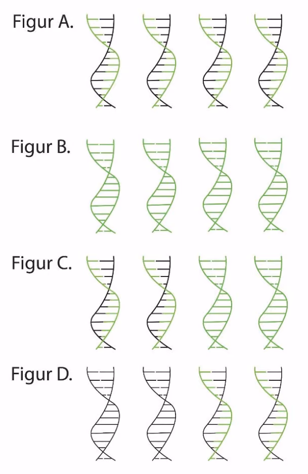 Figur A–D med fire DNA-fragmenter hver, med ulike kombinasjoner av merkede og umerkede tråder