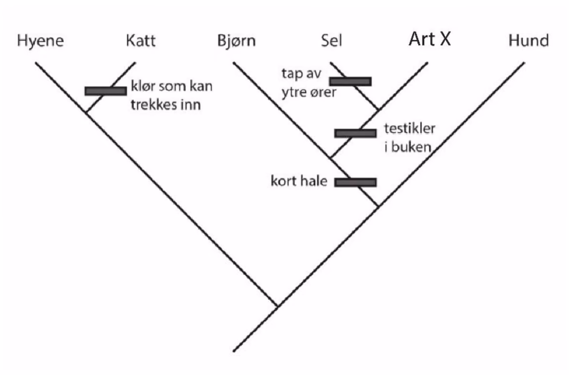 Slektstre for hyene, katt, bjørn, sel, art X og hund med merker for klør som kan trekkes inn, kort hale, testikler i buken og tap av ytre ører