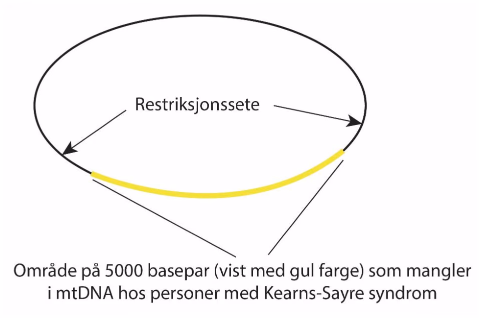 Delesjon og restriksjonsseter for restriksjonsenzym (restriksjonssete = sekvens der et restriksjonsenzym kutter) er merket av i mtDNA.