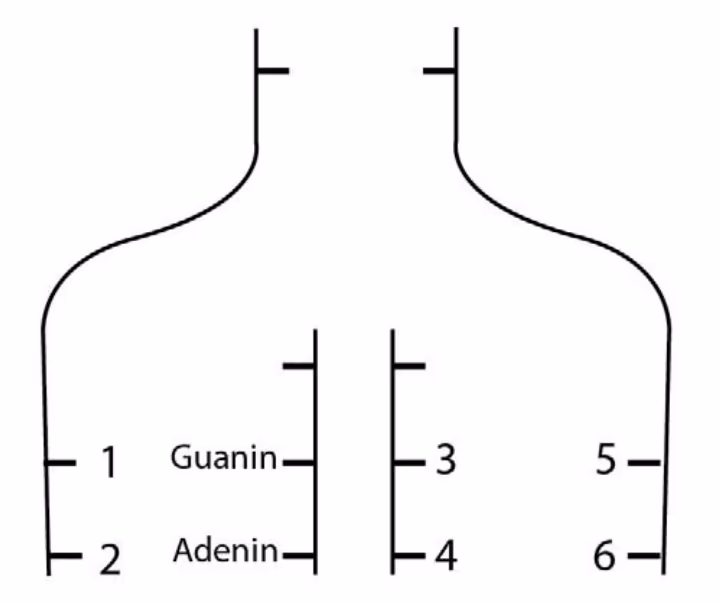 DNA-molekyl under replikasjon med posisjonene 1–6 og basene guanin og adenin