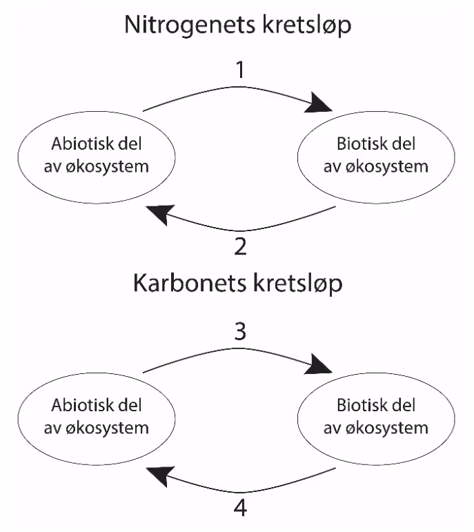 Nitrogenets kretsløp med pil 1 fra abiotisk til biotisk del og pil 2 tilbake. Karbonets kretsløp med pil 3 fra abiotisk til biotisk del og pil 4 tilbake.