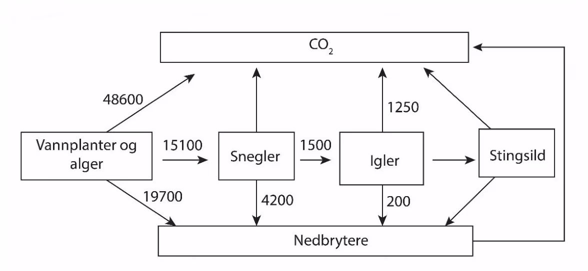 Energistrøm fra vannplanter og alger via snegler og igler til stingsild, med piler til CO2 og nedbrytere