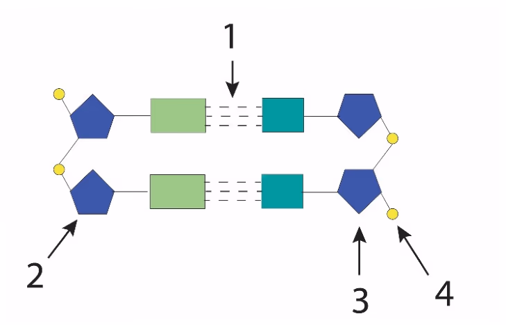 Utsnitt av et DNA-molekyl med pilene 1, 2, 3 og 4