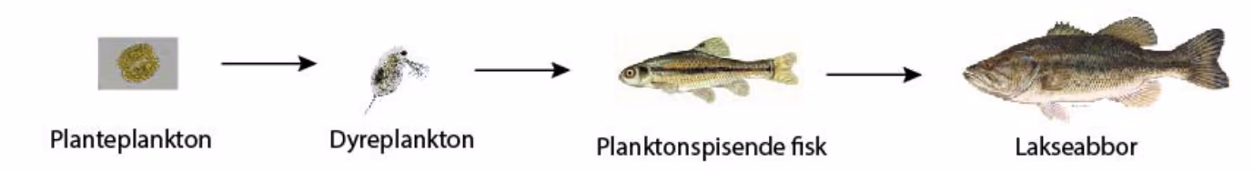 Næringskjede i sjøene Paul og Peter