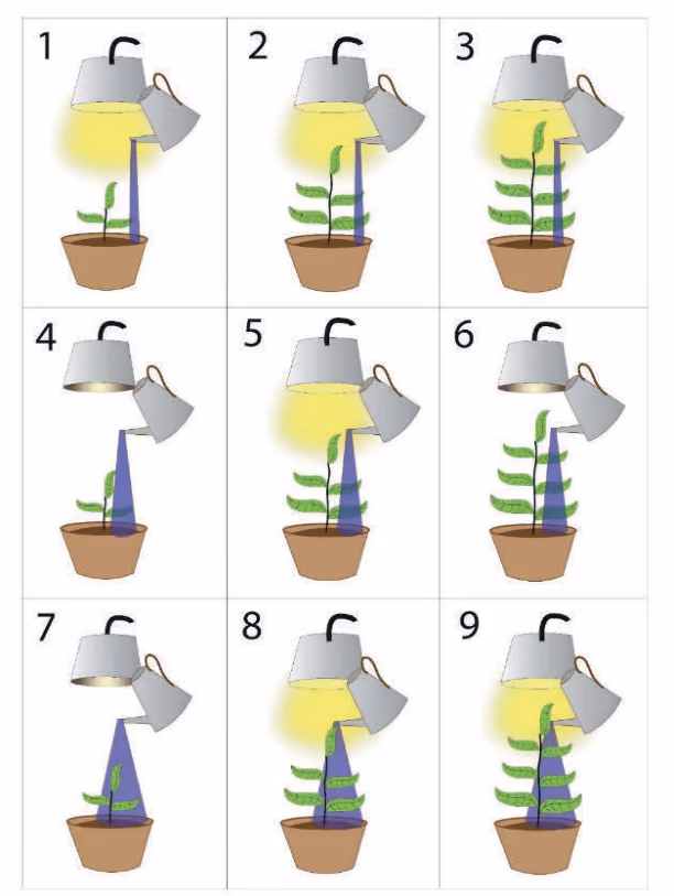 Ni forsøk nummerert 1–9 med planter av ulik størrelse, med eller uten lys fra lampen og med ulik mengde vann fra vannkannen