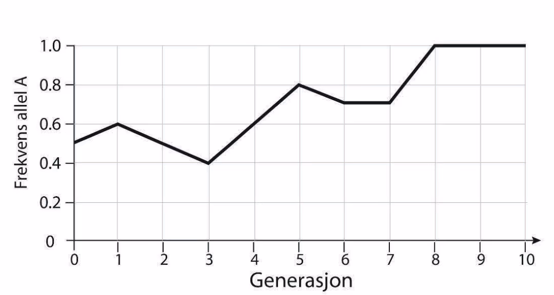 Frekvensen av allel A fra generasjon 0 til 10: 0,5 – 0,6 – 0,5 – 0,4 – 0,6 – 0,8 – 0,7 – 0,7 – 1,0 – 1,0 – 1,0