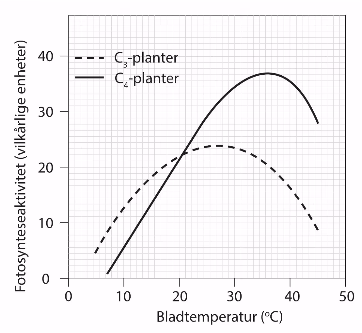 Fotosynteseaktivitet (vilkårlige enheter) som funksjon av bladtemperatur (°C) fra 0 til 50 °C for C3-planter (stiplet) og C4-planter (heltrukket)