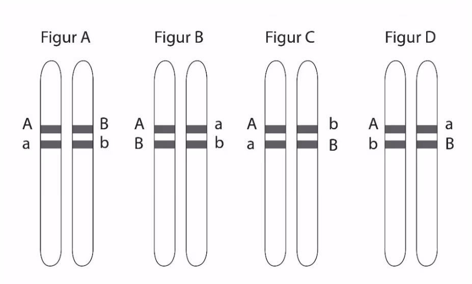 Fire figurer (A–D) av et kromosompar med ulik plassering av allelene A, a, B og b. Figur A: A og a på det ene kromosomet, B og b på det andre. Figur B: A og B på det ene, a og b på det andre. Figur C: A og a på det ene, b og B på det andre. Figur D: A og b på det ene, a og B på det andre.