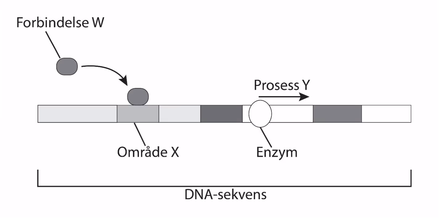 DNA-sekvens der forbindelse W binder seg til område X. Et enzym lenger ute på sekvensen beveger seg i retning av prosess Y.
