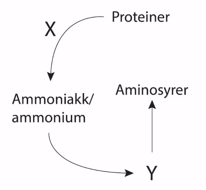 Proteiner omdannes ved prosess X til ammoniakk/ammonium, som omdannes til Y, som brukes til å lage aminosyrer.